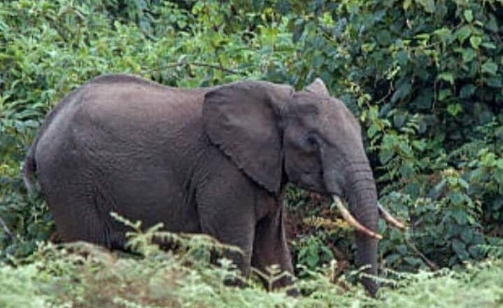 Beni : Des champs dévastés par les éléphants venus du parc national des Virunga à Ruwenzori