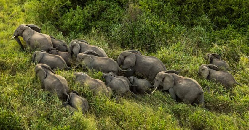 Épizootie dans les abords du Parc des Virunga : l’ICCN appelle à la vigilance